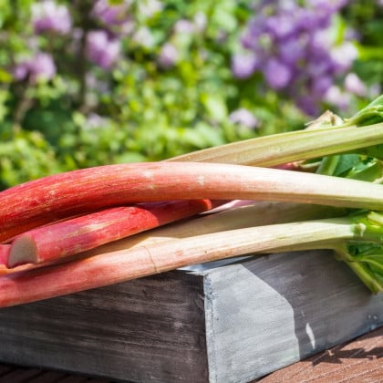 Rebarbora Red Champagne - Rheum rhabarbarum - voľnokorenné sadenice rebarbory - 1 ks