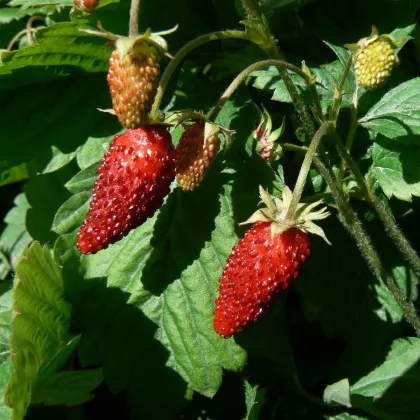 Jahoda Rujana - Fragaria vesca - semená - 200 ks