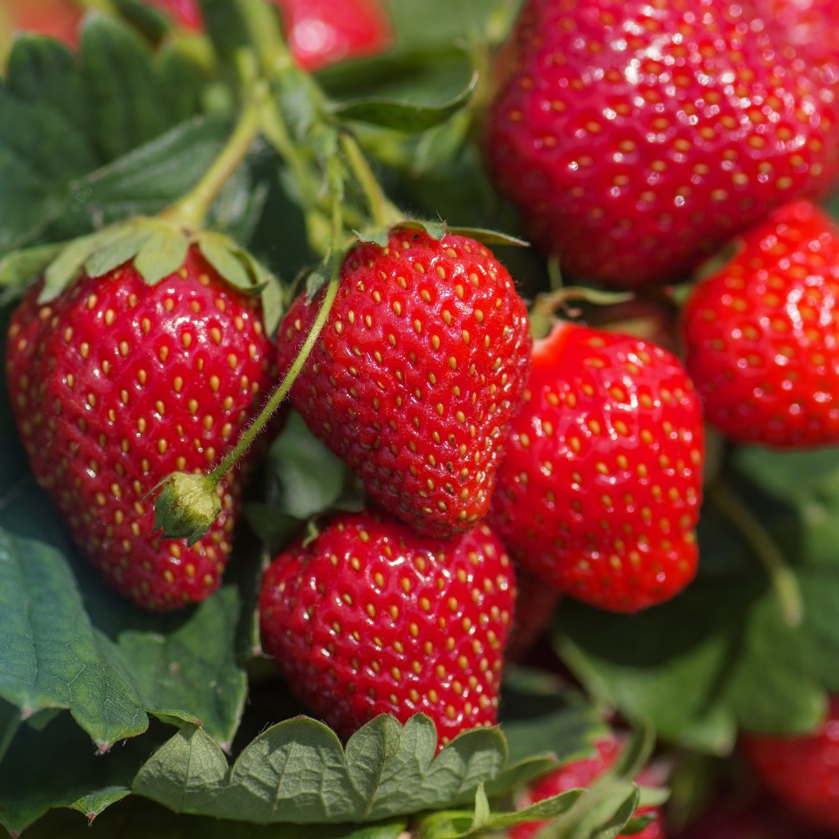 Jahoda stále rodiaca Delician F1 - Fragaria ananassa - semená - 7 ks