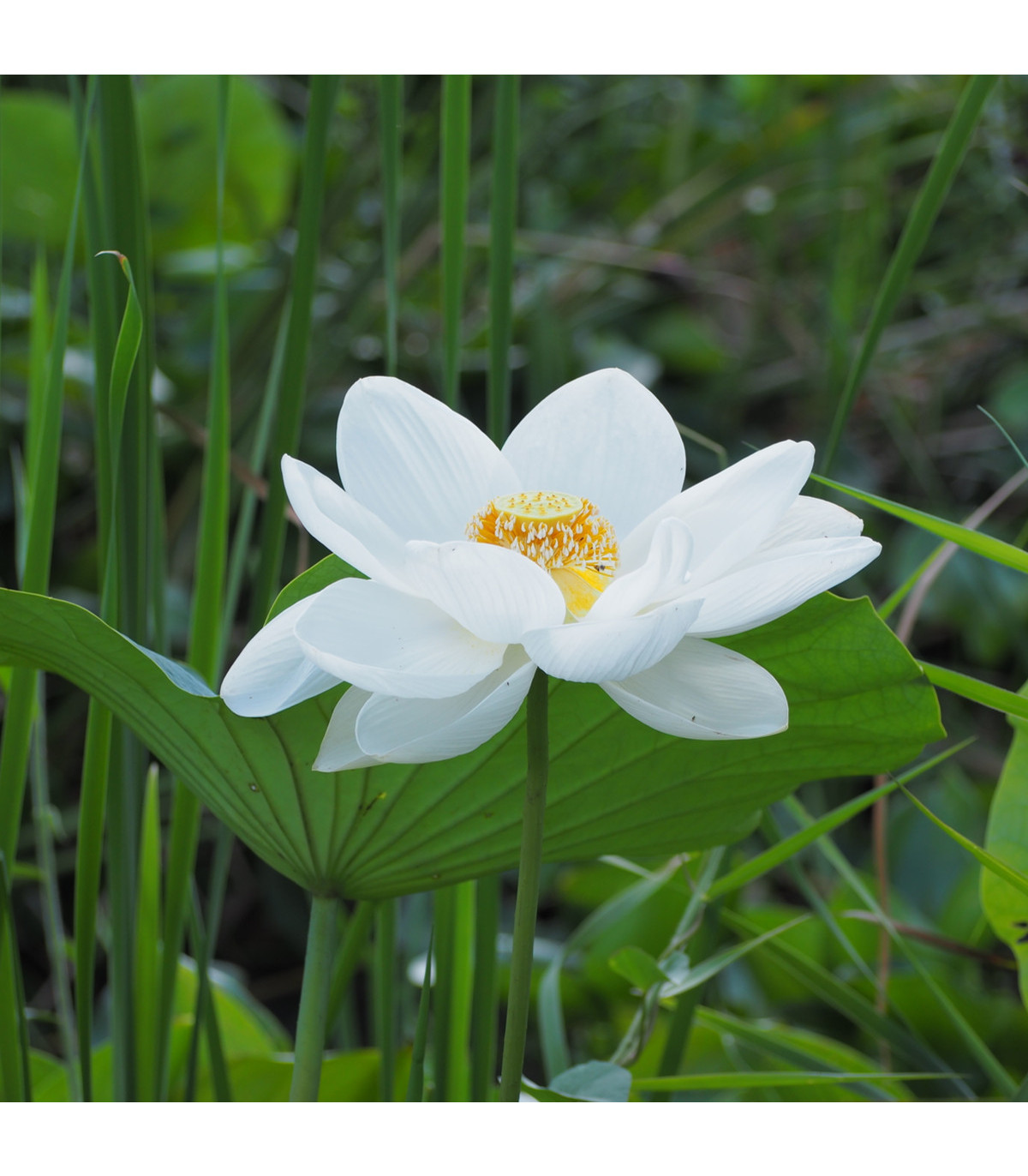 Lotus indický - Nelumbo nucifera - semená - 2 ks