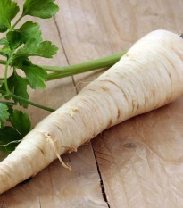 Petržlen koreňová záhradný Efez - Petroselinum crispum - semená petržlenu - 700 ks