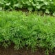 Kôpor vonný Compact - Anethum graveolens - semená kôpru - 500 ks