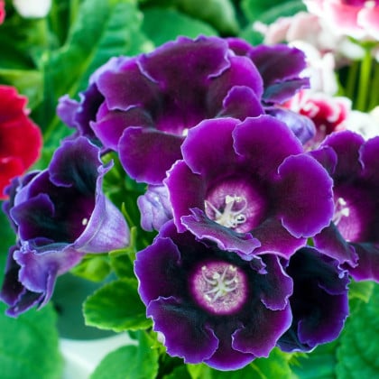 Gloxínia Hollywood - Sinningia - hľuzy gloxínie - 1 ks