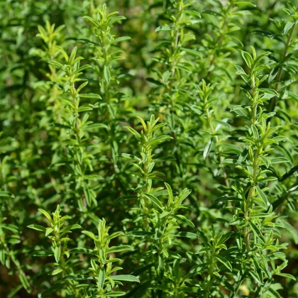 Saturejka horská - Satureja montana - semená saturejky - 0,5 g