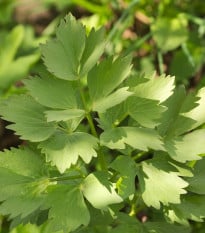 Ligurček lekársky - Levisticum officinale - semená ligurčeka - 115 ks
