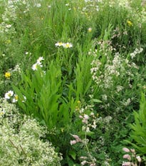 Biela kvetinová lúka čipkovaná - Planta Naturalis - osivo lúčnych kvetov - 50 g