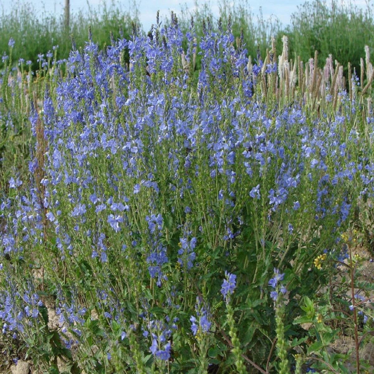 Modrá zvončeková kvetinová lúka - Planta Naturalis - osivo lúčnych kvetov - 40 g