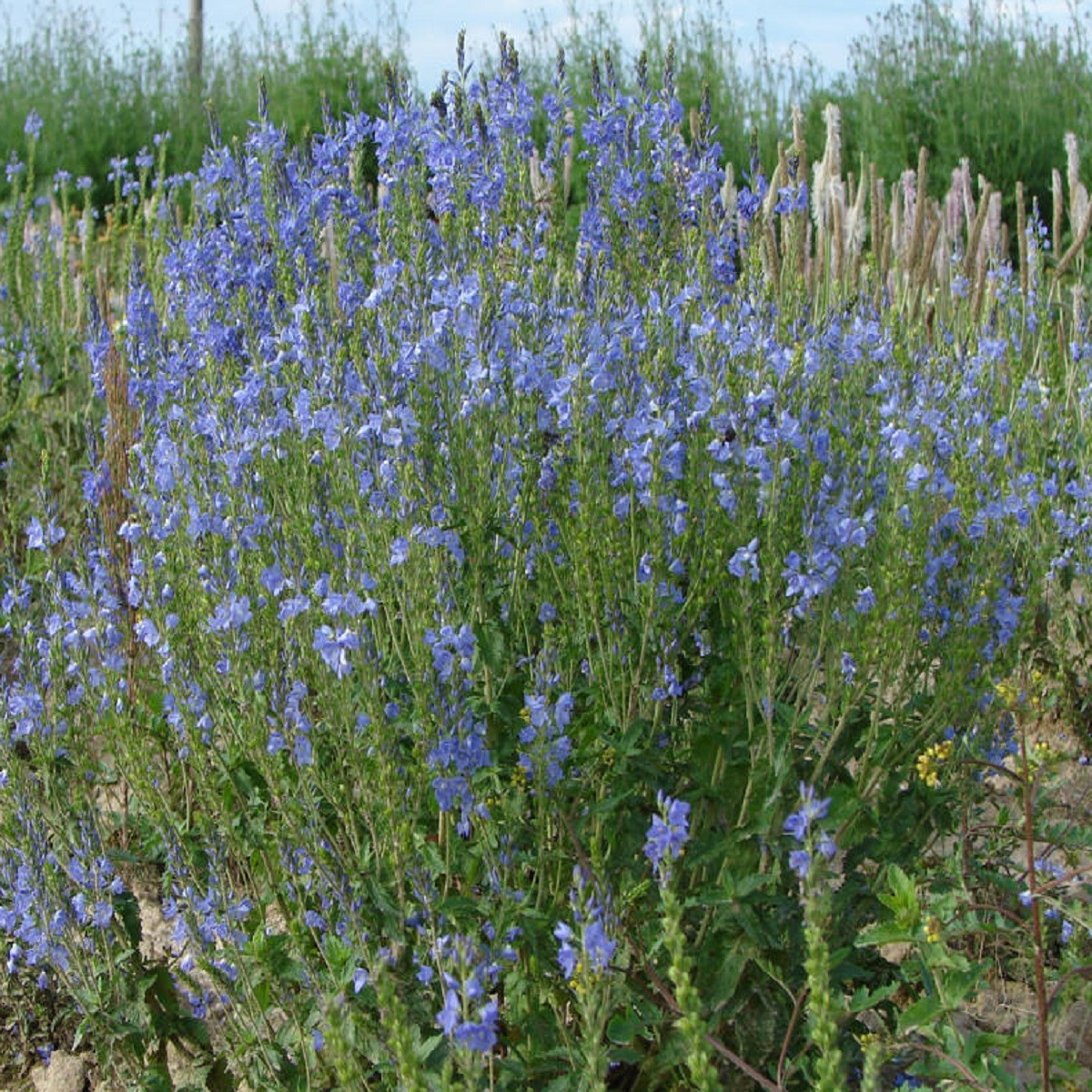 Modrá kvetinová lúka zvončeková - Planta Naturalis - osivo lúčnych kvetov - 10 g