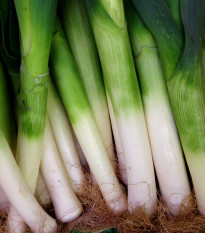 Pór zimný D´Elbeuf - Allium porrum - semená póru - 200 ks