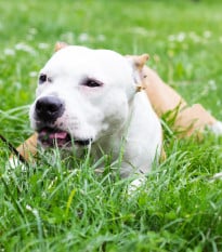 Trávnik pre psov - trávne osivo - 20 g