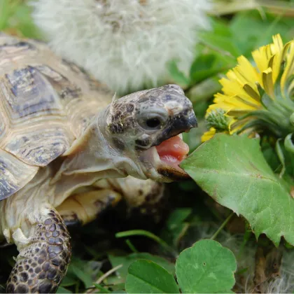 Tráva pre korytnačky - semená trávy pre korytnačky - 15 g