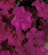 Netýkavka Accent fialová F1 - Impatiens walleriana - semená netýkavky - 12ks