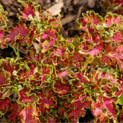 Africká žihľava Colocha Scarlet - Coleus blumei - semená africkej žihľavy - 30 ks