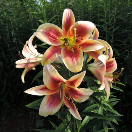 Ľalia Debby - Lilium - cibuľoviny - 1 ks