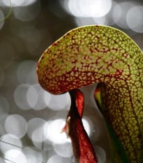 Darlingtónia kalifornská - Darlingtonia californica - semená darlingtónie - 12 ks