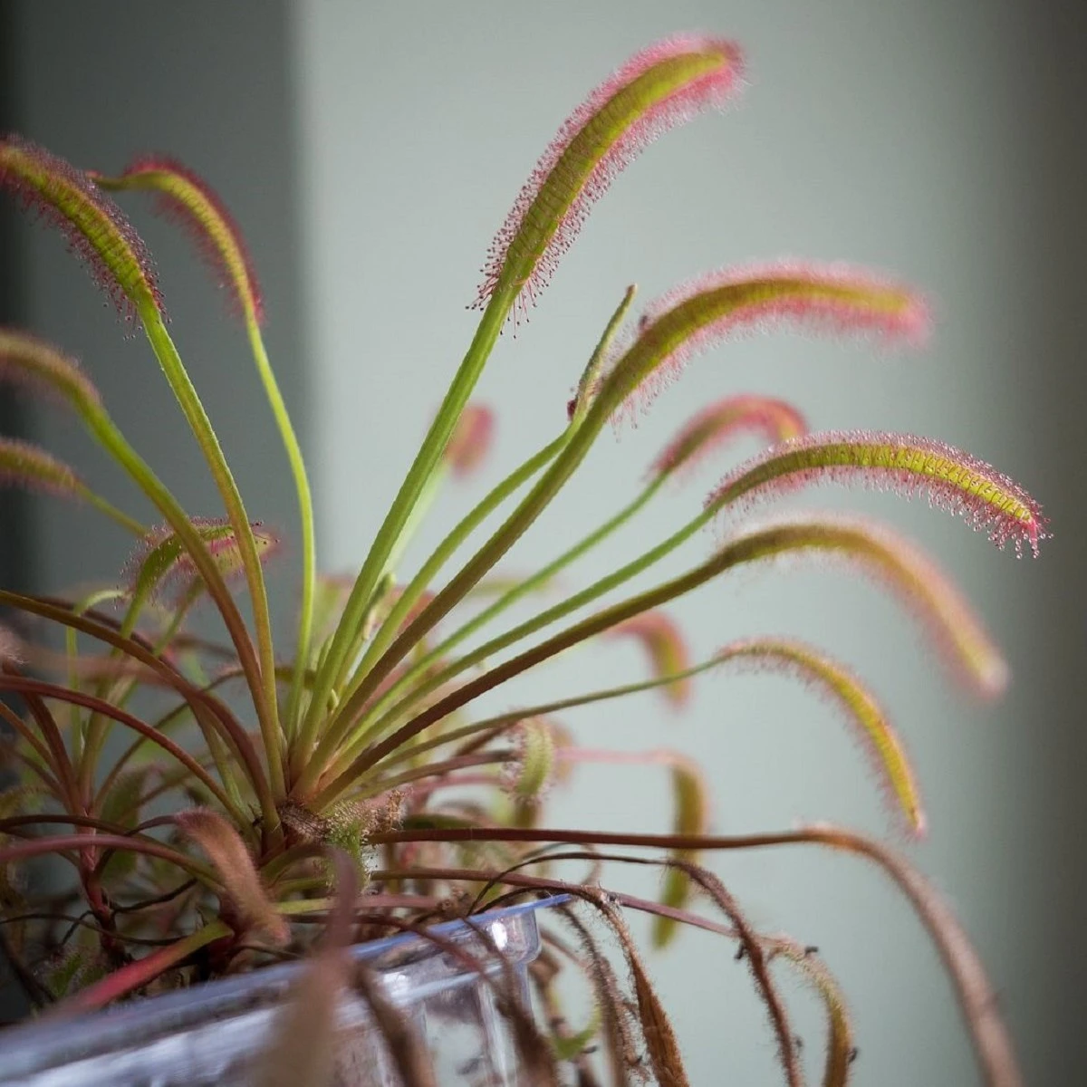 Rosička kapská Triffid Rose - Drosera capensis - semená rosičky - 15 ks