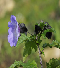Nikandra - Nicandra physalodes - semená nikandry - 30 ks