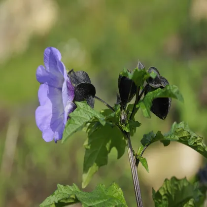 Nikandra - Nicandra physalodes - semená nikandry - 30 ks