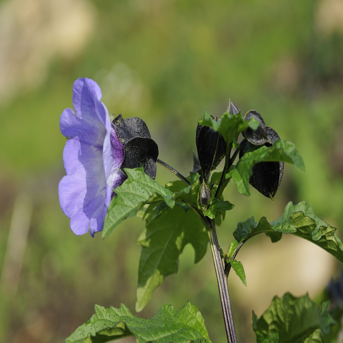 Nikandra - Nicandra physalodes - semená nikandry - 30 ks