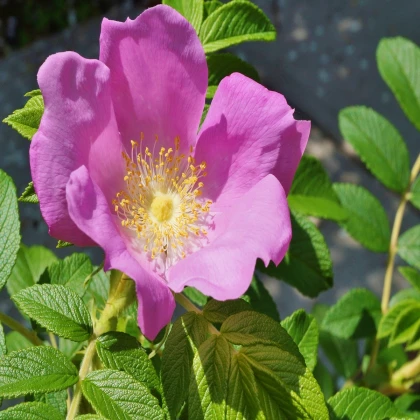 Ruža vráskavá - Rosa rugosa - semená ruže - 5 ks