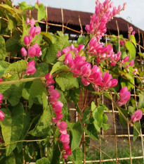 Antigonon mexický - Antigonon Leptopus - semená antigonu - 15 ks
