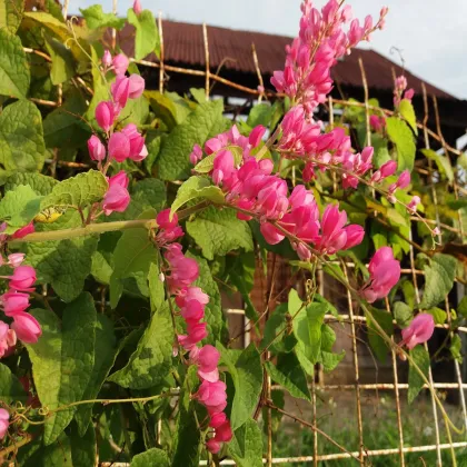 Antigonon mexický - Antigonon Leptopus - semená antigonu - 15 ks
