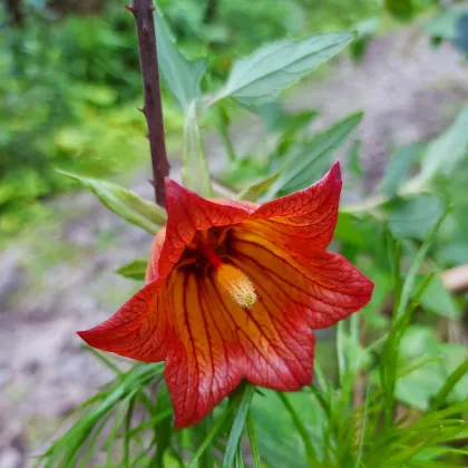 Kanársky zvonček - Canarina canariensis - semená zvončeka - 6 ks