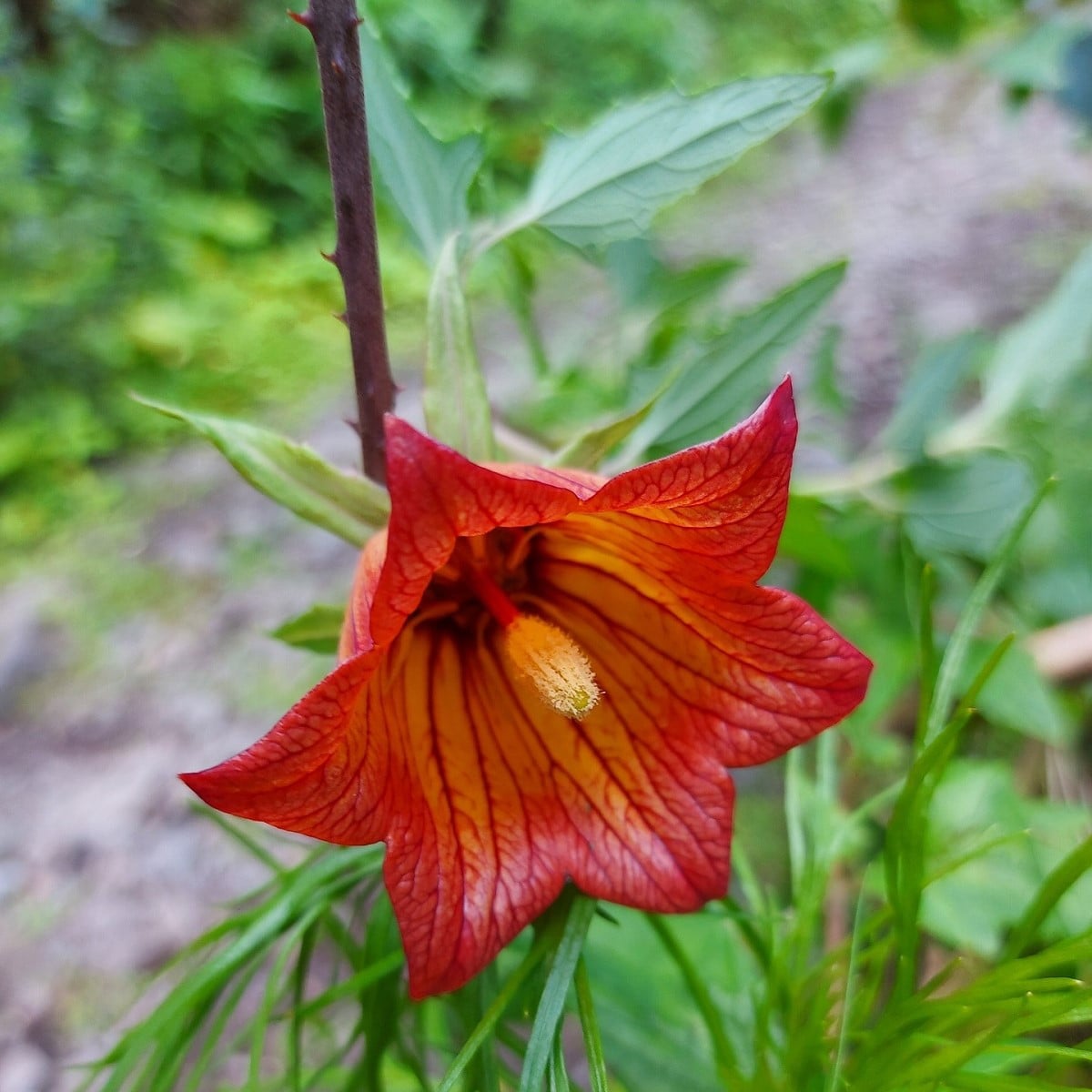 Kanársky zvonček - Canarina canariensis - semená zvončeka - 6 ks