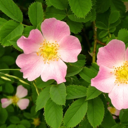 Ruža šípová - Rosa canina - semená ruže - 5 ks