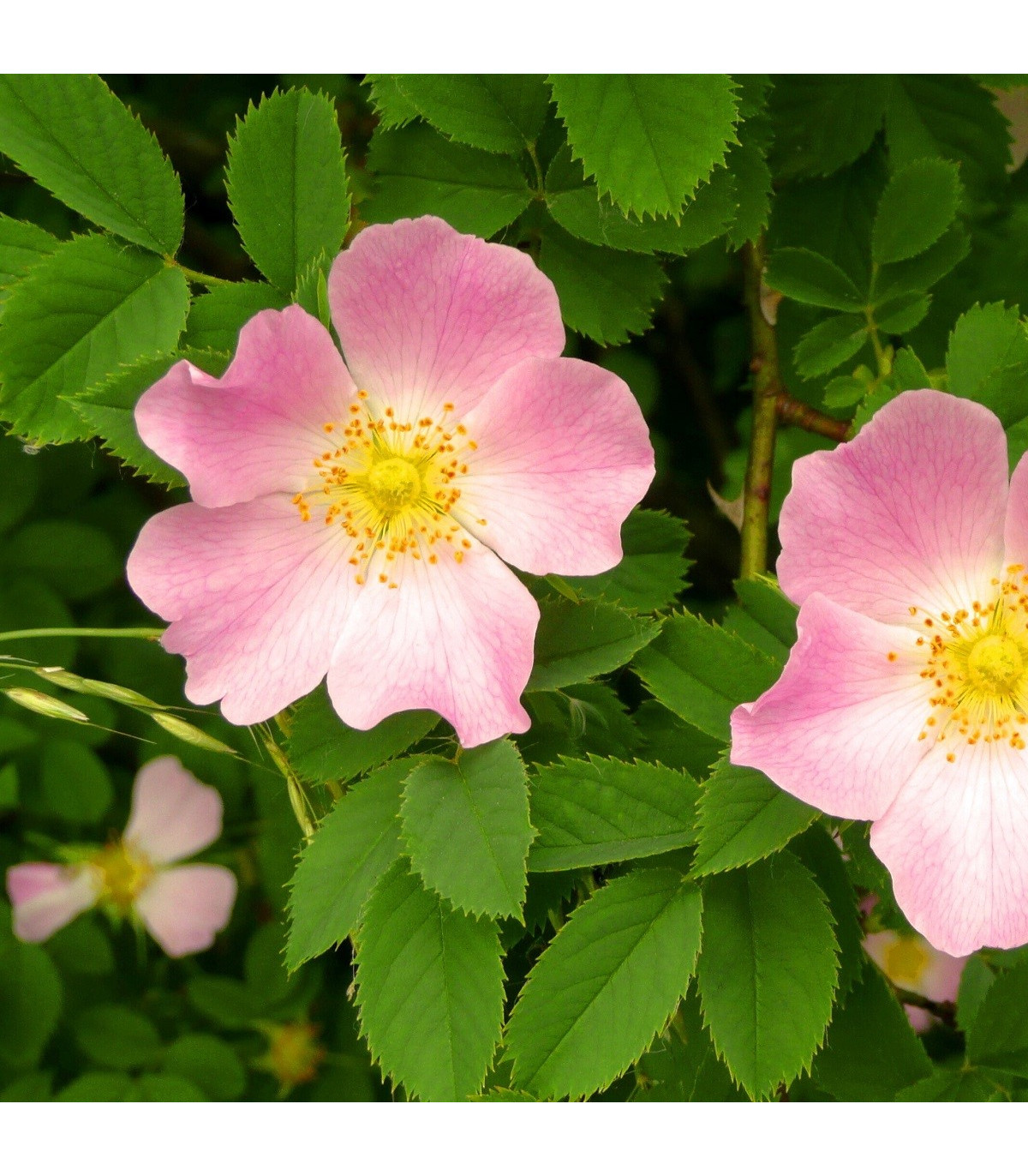 Ruža šípová - Rosa canina - semená ruže - 5 ks