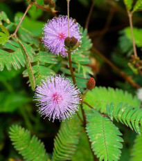 Mimóza citlivá - Mimosa pudica - semená mimózy - 10 ks