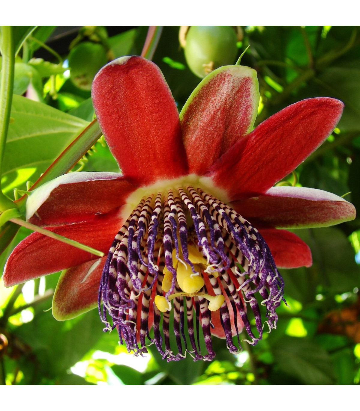 Mučenka štvorhranná - Passiflora quadrangularis - semená mučenky - 4 ks