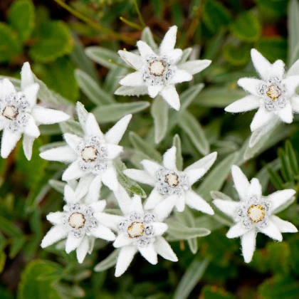 Plesnivec alpínsky - Leontopodium alpinum - semená plesnivca - 15 ks