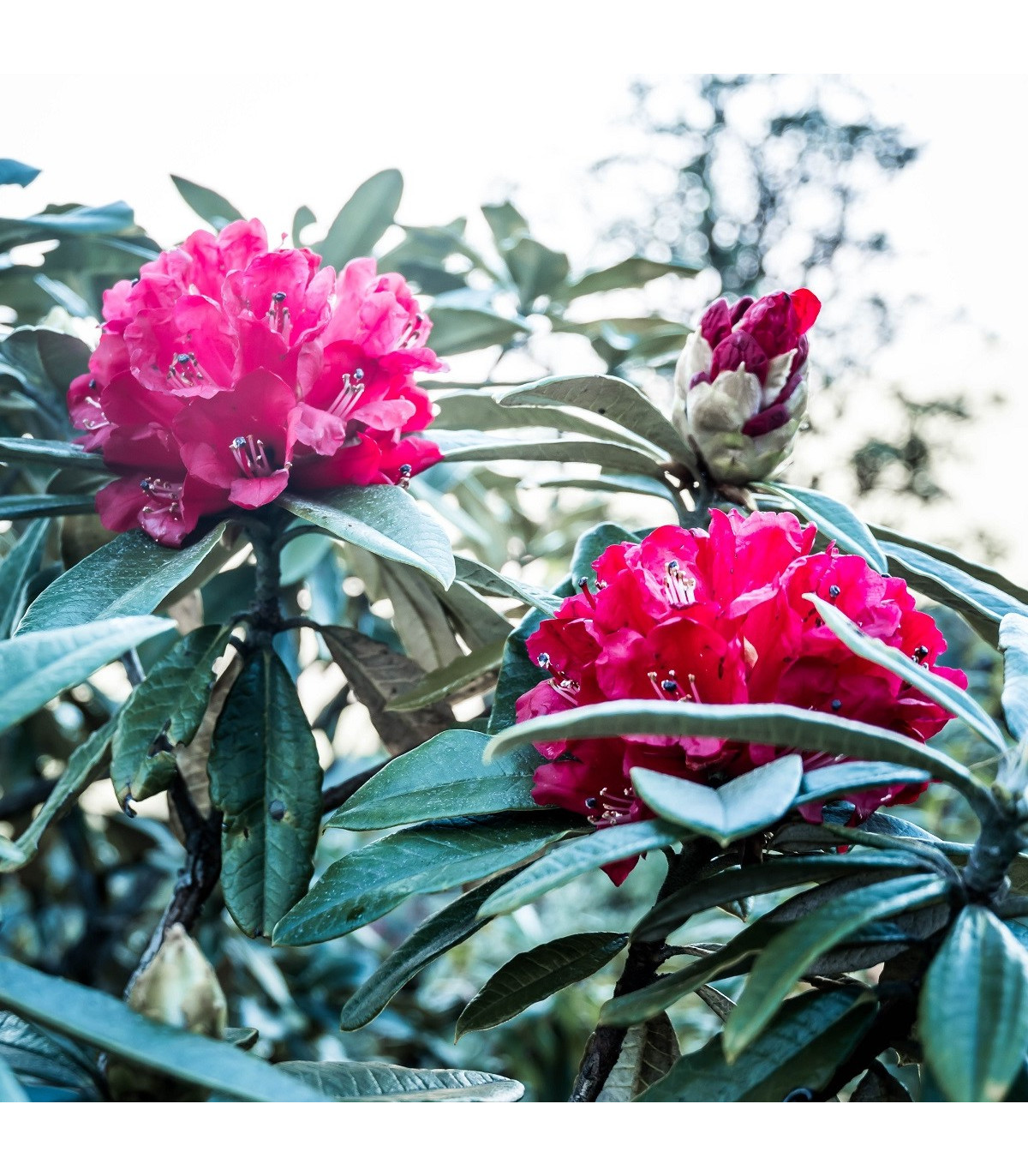 Rododendrón - Rhododendron arboreum - semená rododendróna - 50 ks