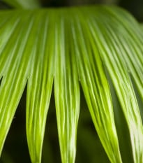 Palma - Carludovica Palmata - semená - 3 ks