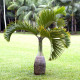 Palma fľašová - Hyophorbe lagenicaulis - semená - 3 ks