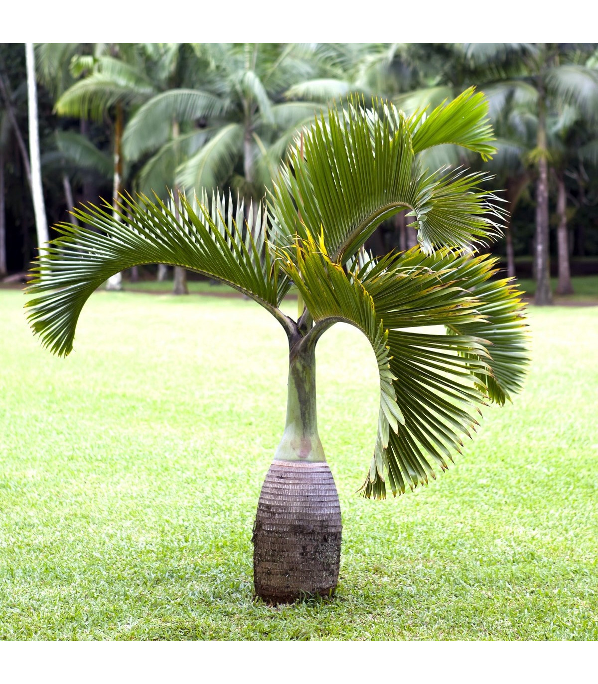 Palma fľašová - Hyophorbe lagenicaulis - semená - 3 ks