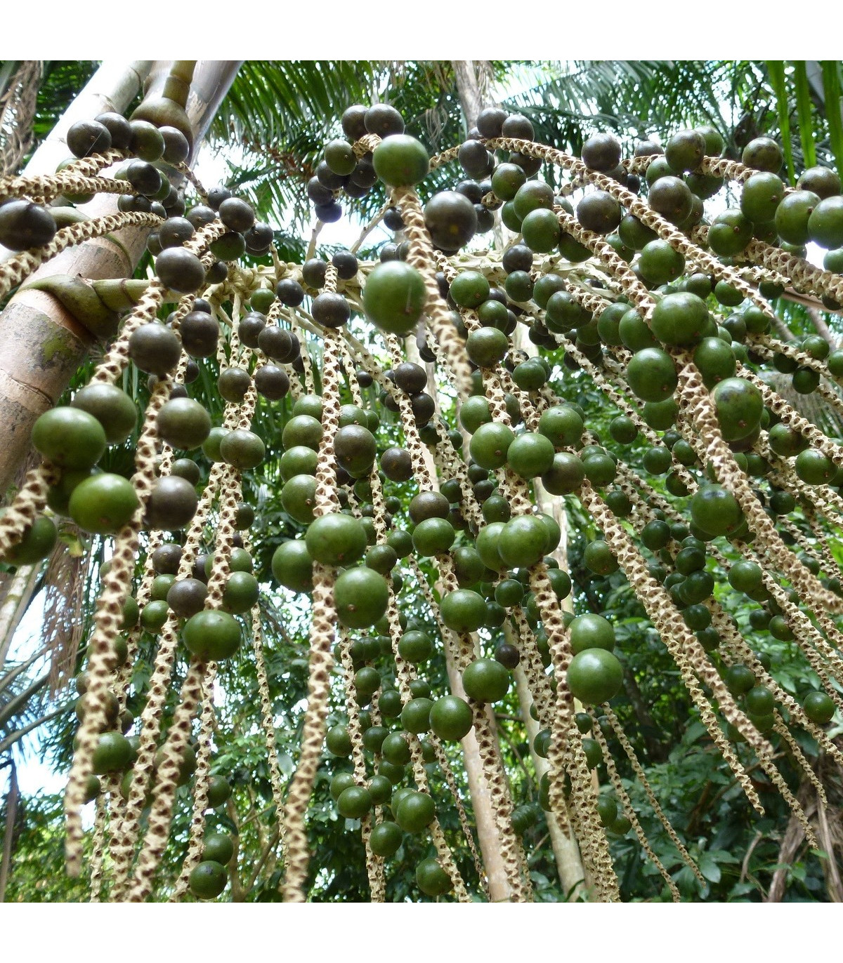 Palma Acai - Euterpe oleracea - semená - 2 ks
