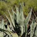 Agáve - Agave atrovirens - semená - 10 ks