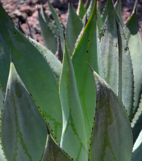 Agáve - Agave marmorata - semená - 20 ks