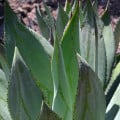 Agáve - Agave marmorata - semená - 20 ks
