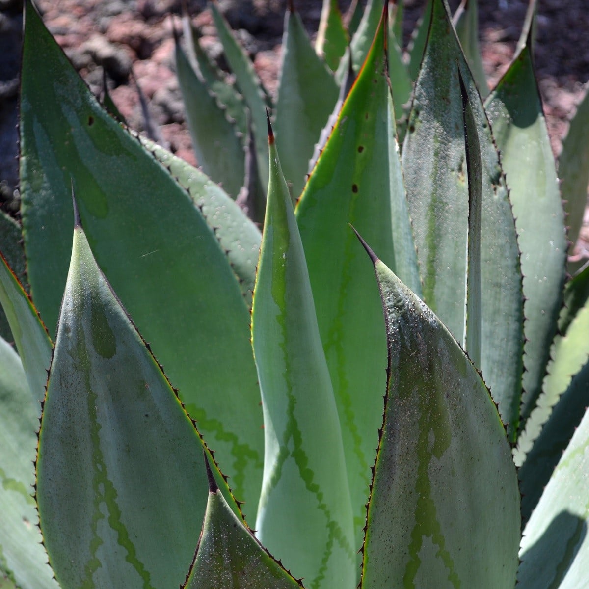 Agáve - Agave marmorata - semená - 20 ks