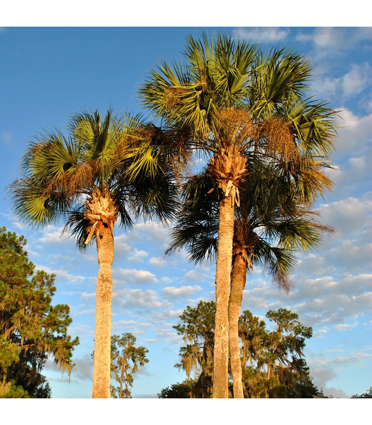 Palma - Washingtonia robusta - semená - 3 ks