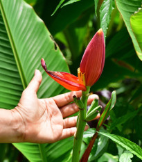 Banánovník zakrpatený - Musa Velutina - semená banánovníka - 3 ks