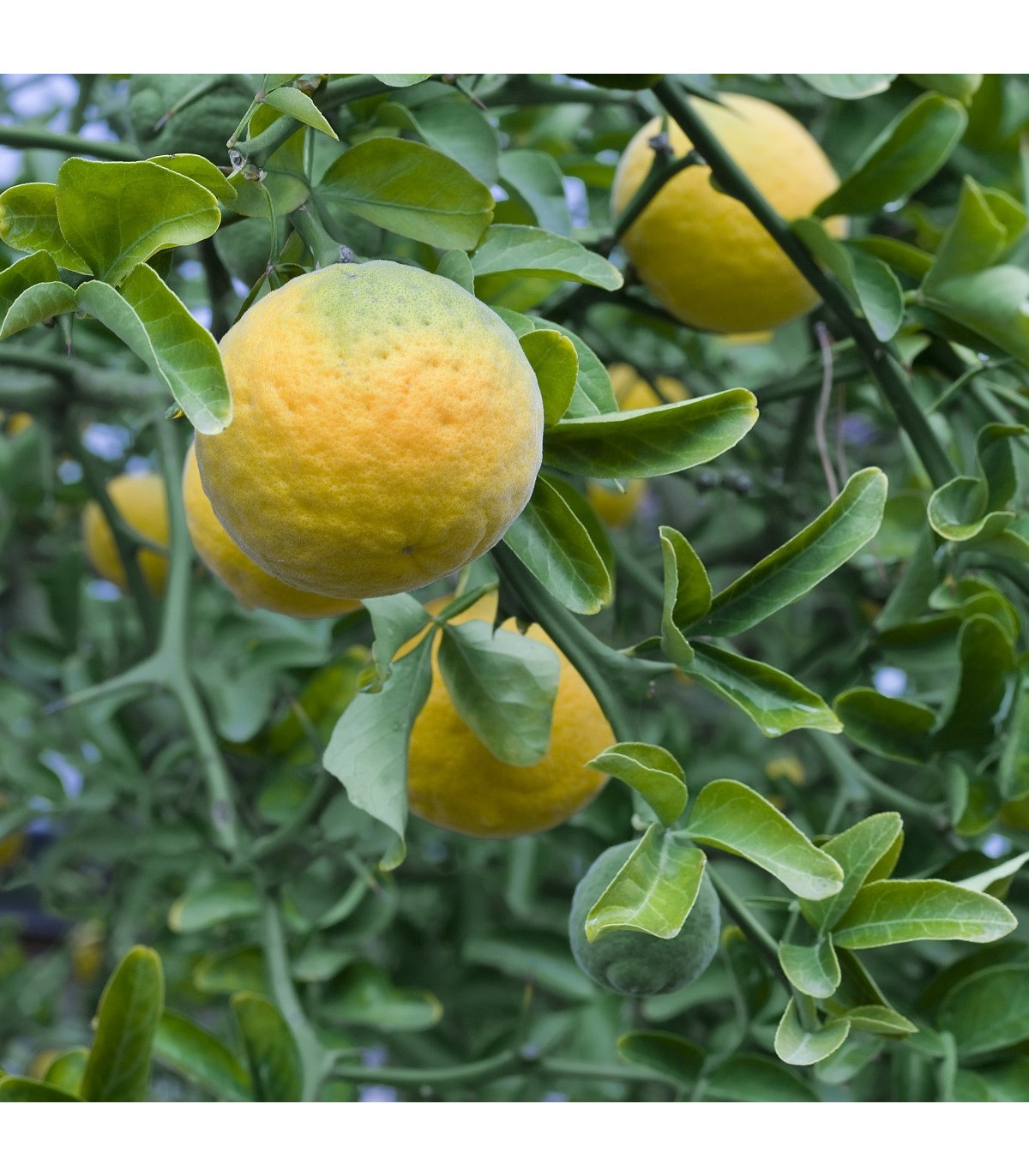 Citrónovníkovec trojlistý - Citrus trifoliata - semená citrónovníkovca - 4 ks