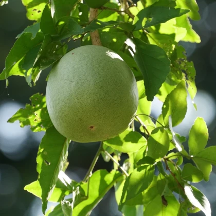 Bengálska dula - Aegle marmelos - bonsaj - semená duly - 3 ks