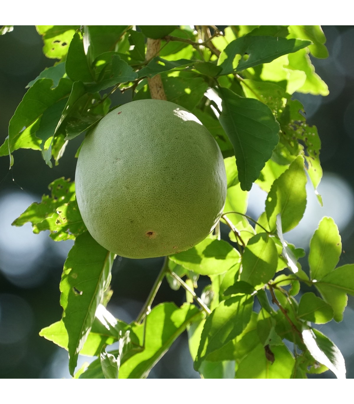 Bengálska dula - Aegle marmelos - bonsaj - semená duly - 3 ks
