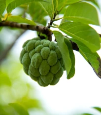 Anona trojlupienková - Anona cherimola - semená anony - 5 ks