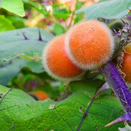 Narančíla - chlpatý pomaranč - Solanum quitoense - semená narančily - 5 ks