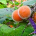 Narančíla - chlpatý pomaranč - Solanum quitoense - semená narančily - 5 ks